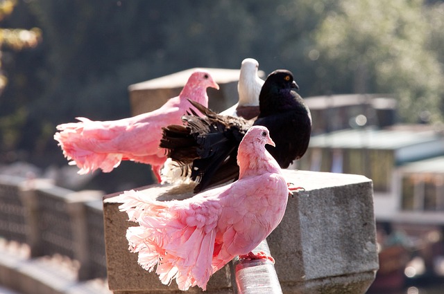中国政府展 中国政府展